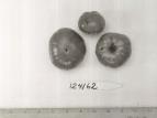 Click for 1 image(s) for this accession. FRUIT